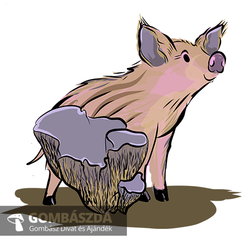 disznofulgomba